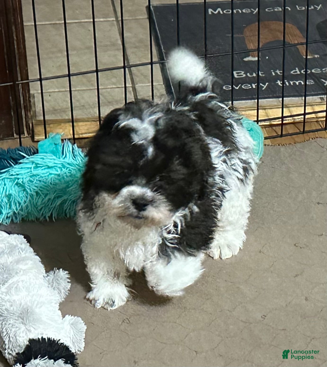 Shihpoo dogs Shihpoo Puppy 1 - Ad 33