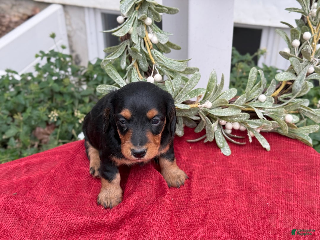 Miniature Dachshund dogs for sale: Ember - Ad 11