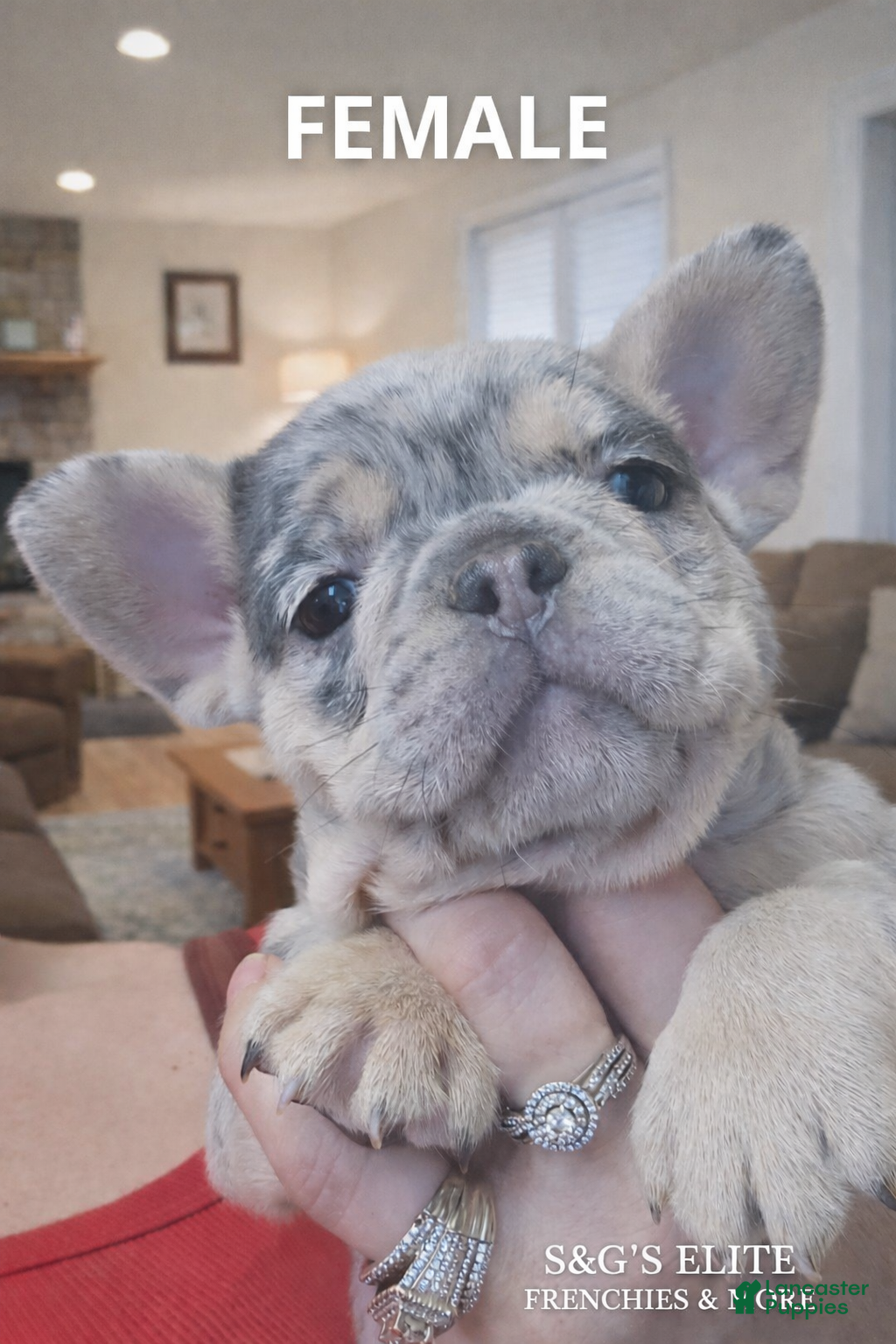 French Bulldog dogs Split face - Ad 2