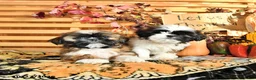 Shih Tzu dogs for sale: Gilbert - Ad 5