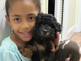 Mini Goldendoodle dogs for sale: Mini Goldendoodle Puppy 4 - Ad 3