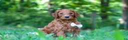 Goldendoodle dogs for sale: Freddy - Ad 4