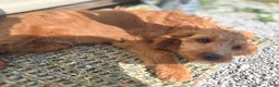 Cavapoo dogs for sale: Glacier - Ad 8