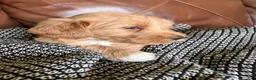 Labradoodle dogs for sale: Fresca - Ad 5