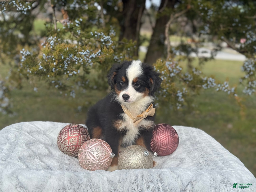 Miniature Australian Shepherd dogs for sale: Taz - Ad 3