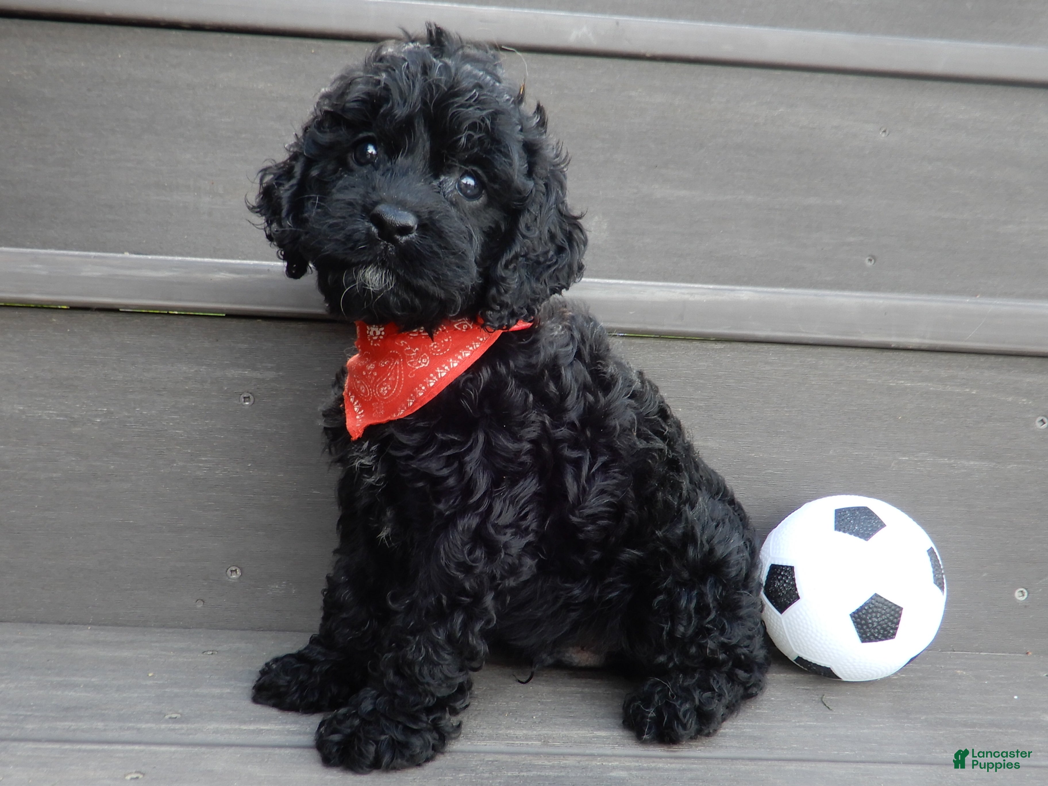 Cockapoo dogs Jet - Ad 2