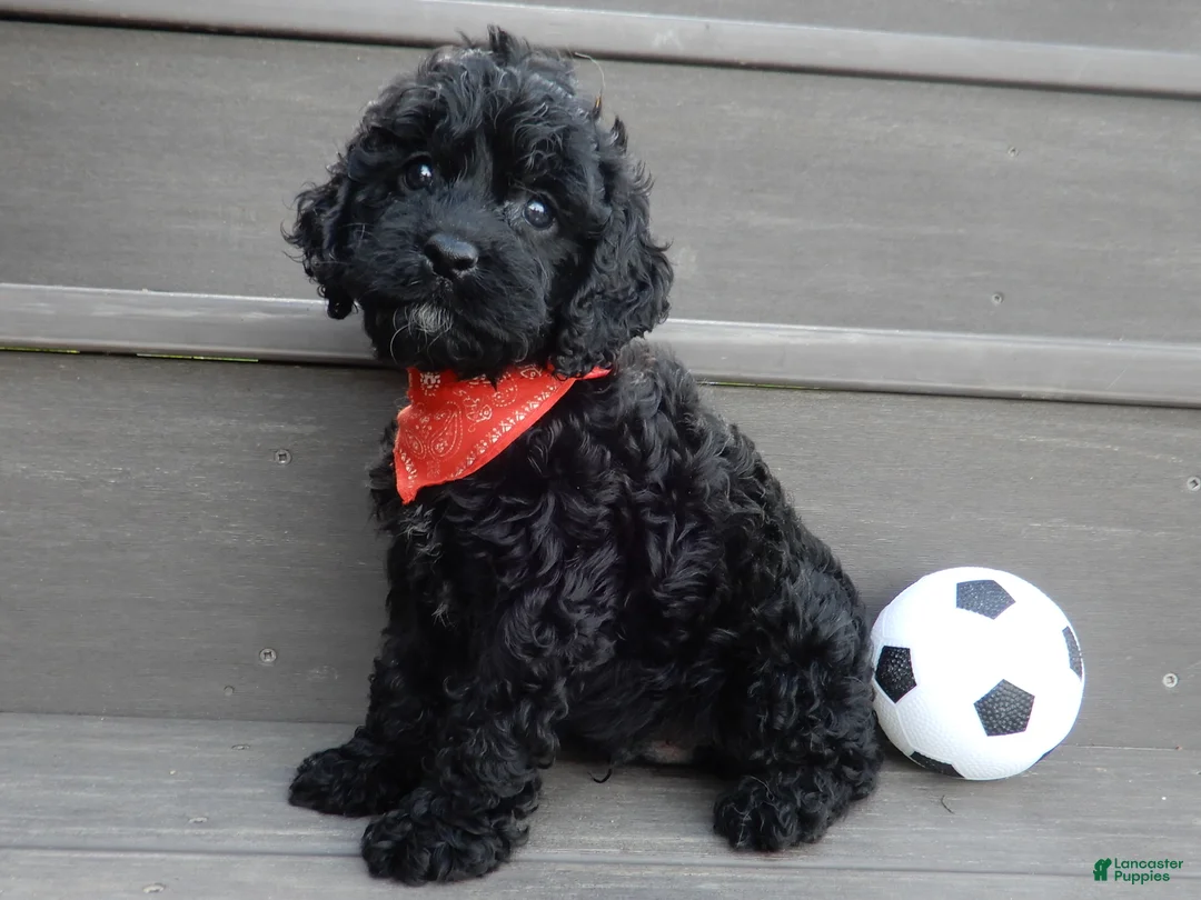 Cockapoo dogs for sale: Jet - Ad 2