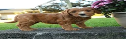 Mini Goldendoodle dogs for sale: Percival - Ad 5
