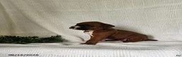 Boxer dogs for sale: Casey - Ad 2
