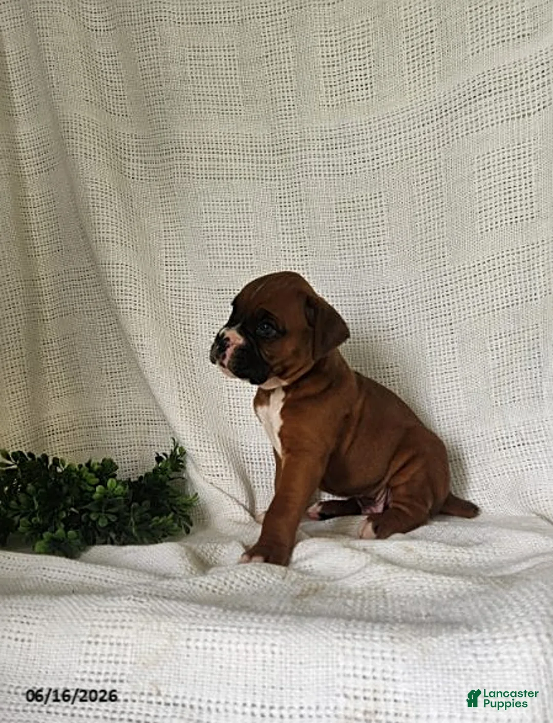 Boxer dogs for sale: Casey - Ad 2