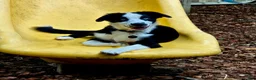 Australian Shepherd dogs for sale: Ocean - Ad 1