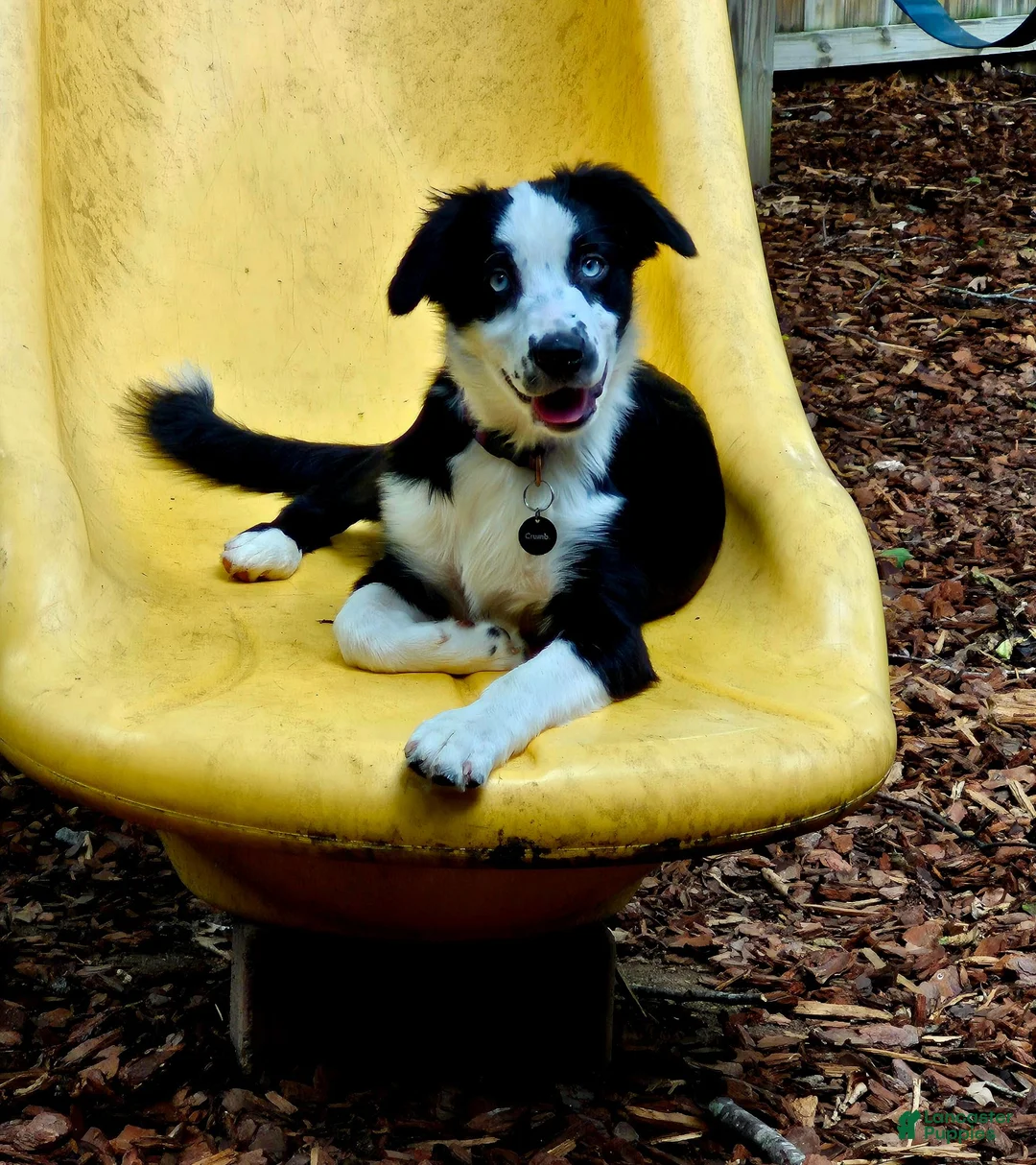 Australian Shepherd dogs for sale: Ocean - Ad 1