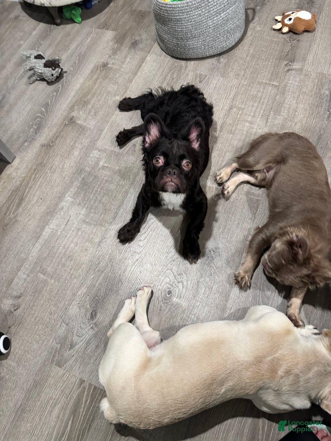 French Bulldog dogs for sale: French Bulldog Puppy 1 - Ad 2