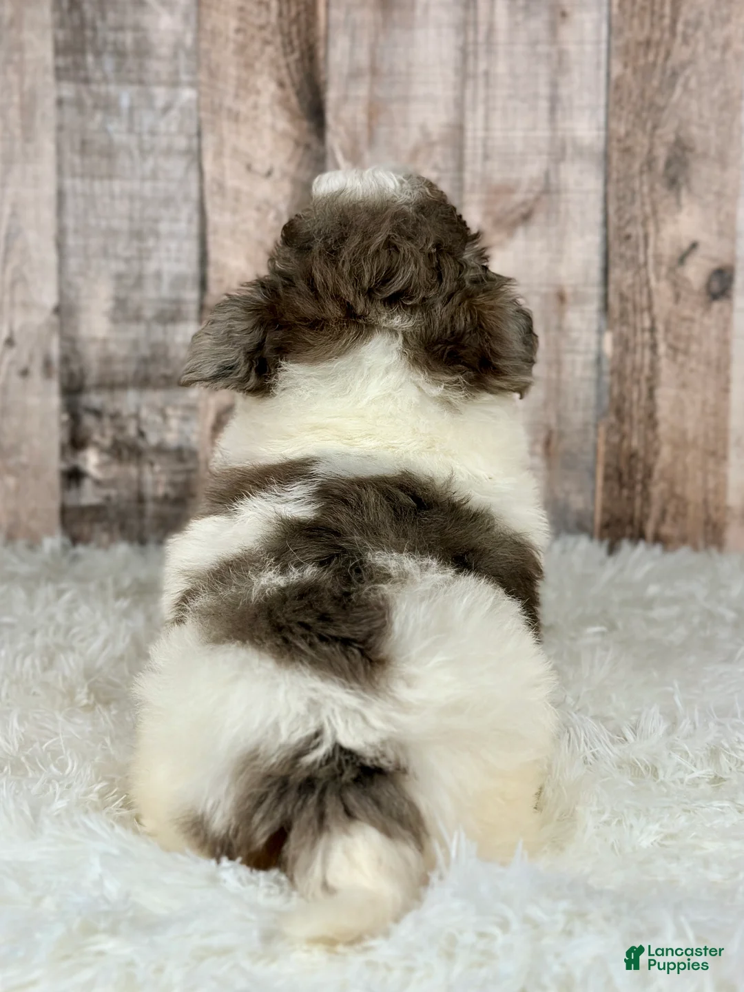Shihpoo dogs for sale: Boy Shiloh - 0192 - Ad 3