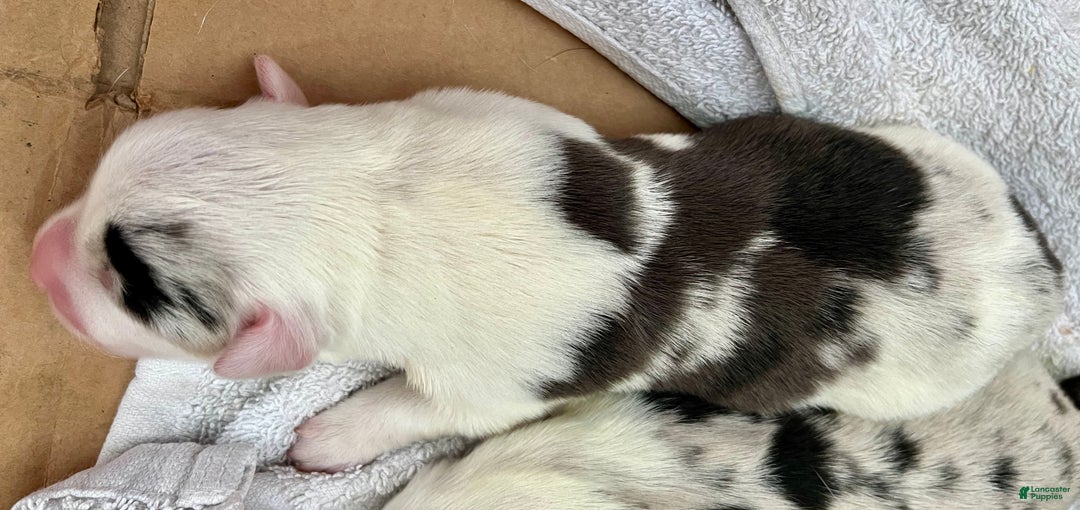 Welsh Corgi Cardigan dogs for sale: Welsh Corgi Cardigan Puppy 1: Biff - Ad 3