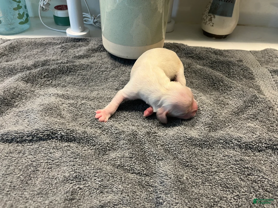 Cocker Spaniel dogs for sale: Cocker Spaniel Puppy 5 Female - Ad 1
