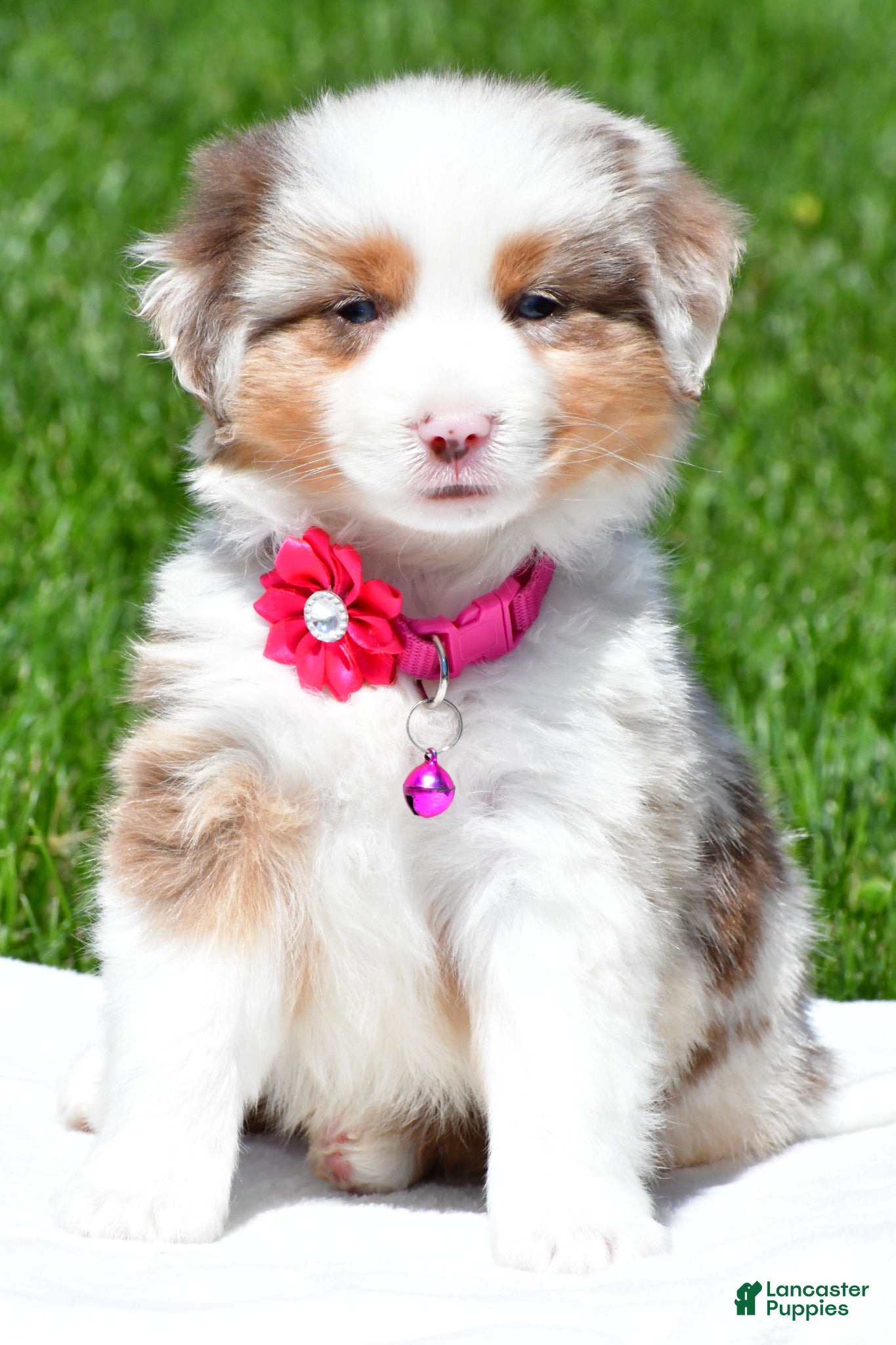 Miniature Australian Shepherd dogs for sale: Crystal - Ad 3