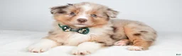 Miniature Australian Shepherd dogs for sale: Flynn - Ad 5