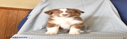 Australian Shepherd dogs for sale: Rusty - Ad 3