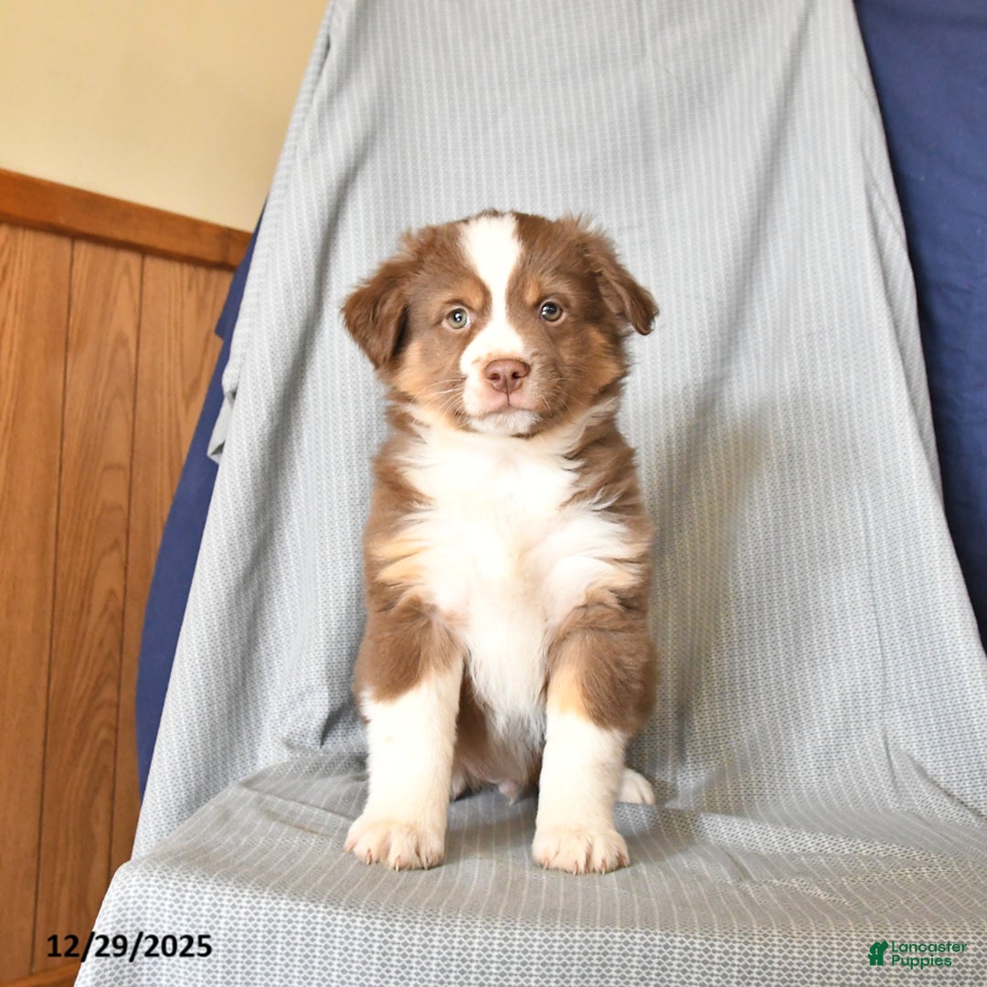 Australian Shepherd dogs for sale: Rusty - Ad 3