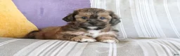 Shihpoo dogs for sale: Stephanie - Ad 4