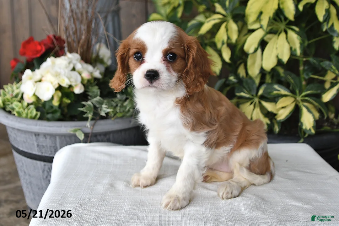 Cavalier King Charles Spaniel dogs for sale: Jan - Ad 1