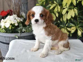 Cavalier King Charles Spaniel dogs for sale: Jan - Ad 3