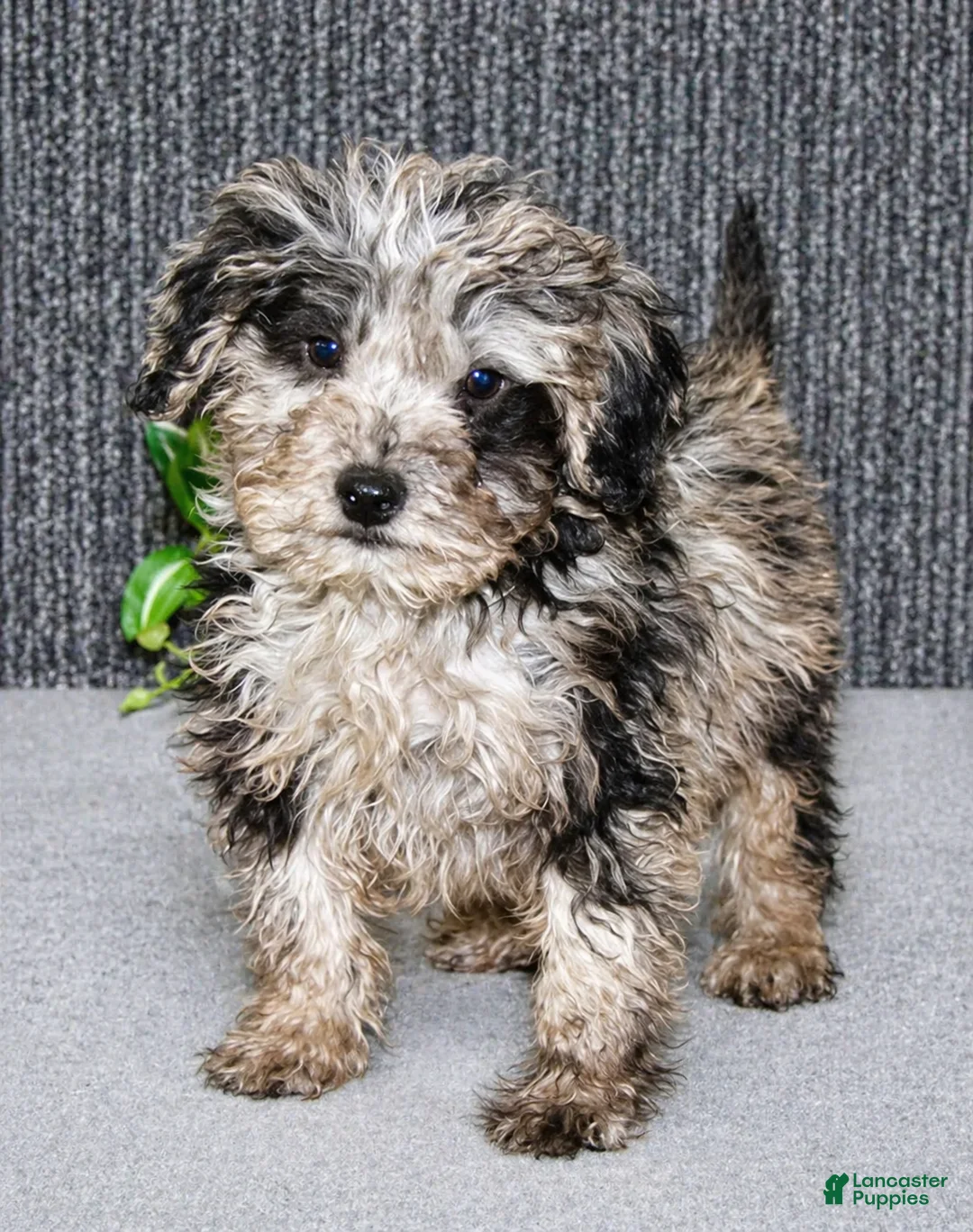 Mixed Breed dogs for sale: Tater - Ad 5