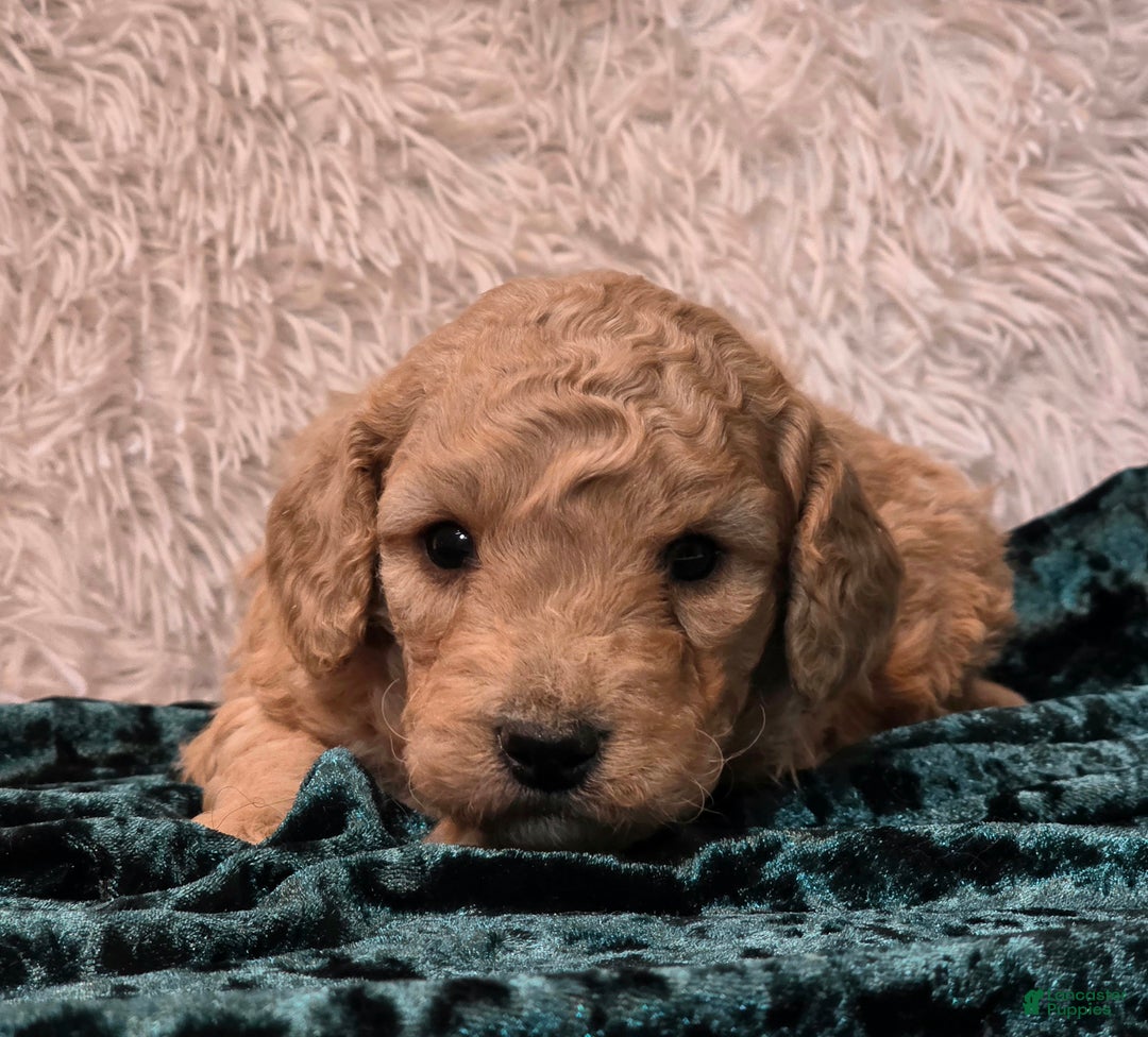 Mini Goldendoodle dogs for sale: Jingles - Ad 2
