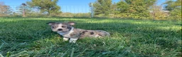 Boston Terrier dogs for sale: Blue Bobby - Ad 1