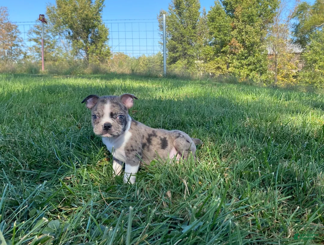 Boston Terrier dogs for sale: Blue Bobby - Ad 1