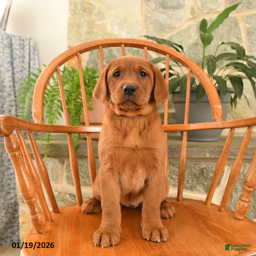 Labrador Retriever dogs Ruby - Ad 6