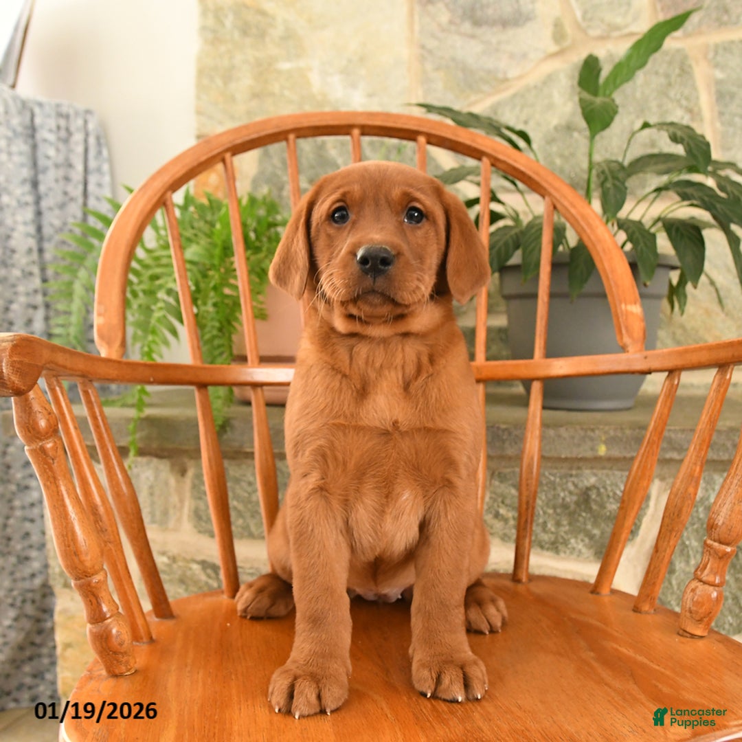 Labrador Retriever dogs for sale: Ruby - Ad 1
