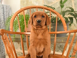 Labrador Retriever dogs Ruby - Ad 42
