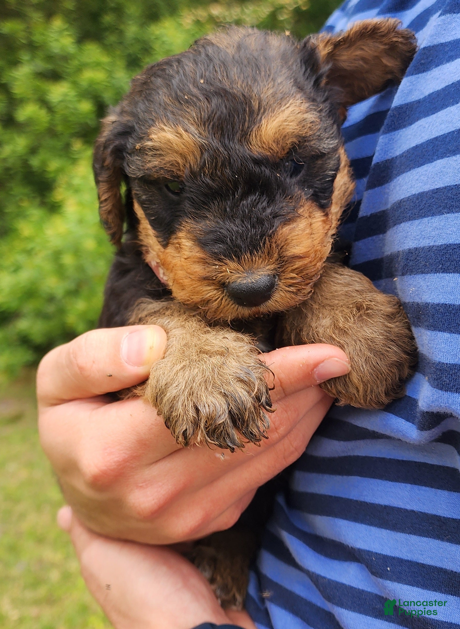 Airedale Terrier dogs Enchanted Airedales - Pink Boy - Ad 2
