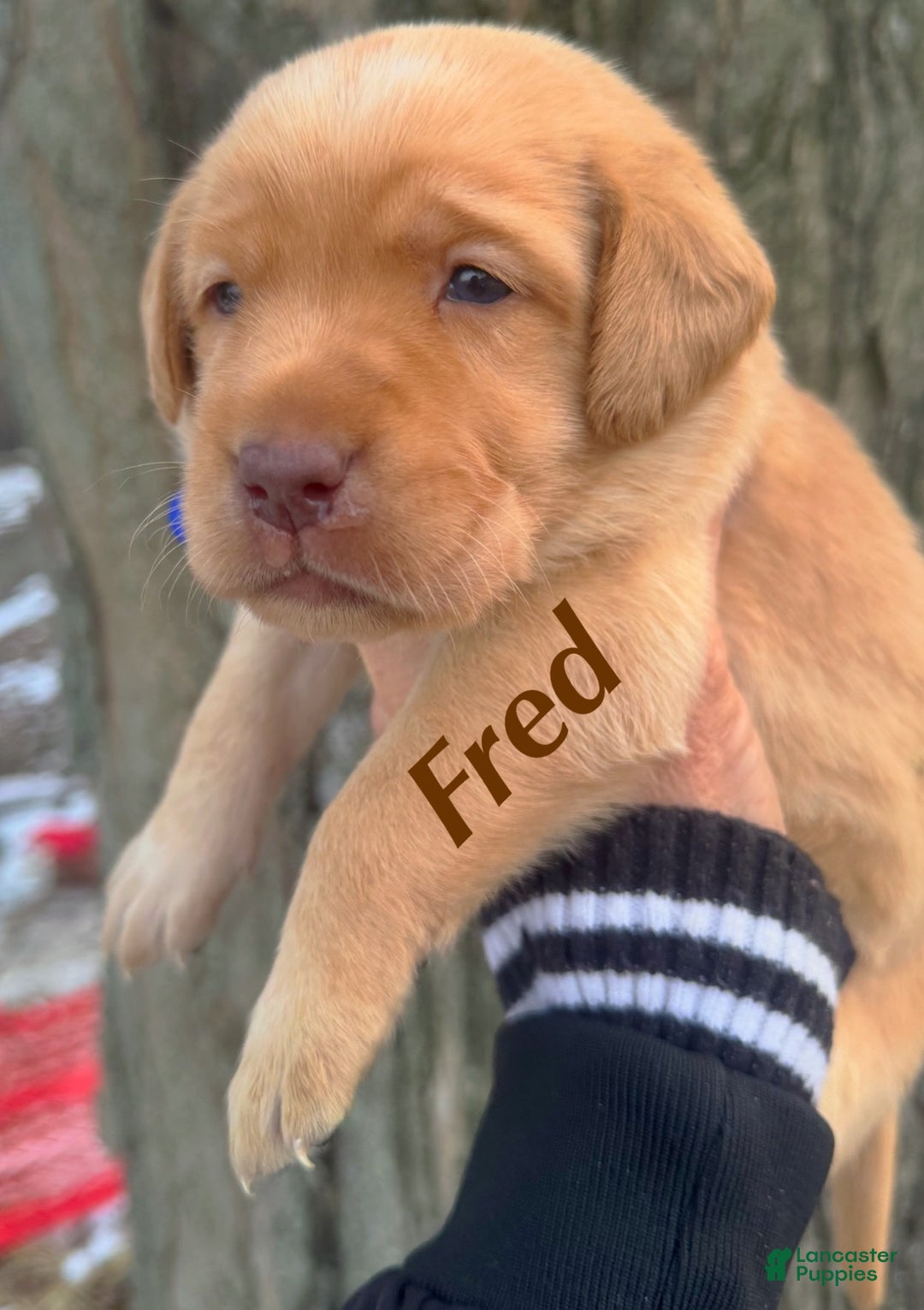 Labrador Retriever dogs for sale: Labrador Retriever Puppy 1 - Ad 3