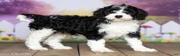 Cavapoo dogs for sale: Charlie - Ad 3