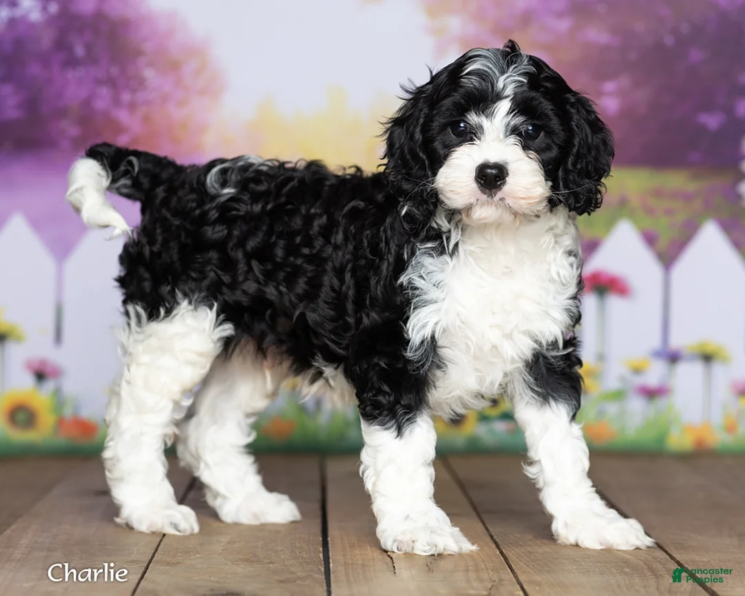 Cavapoo dogs for sale: Charlie - Ad 3