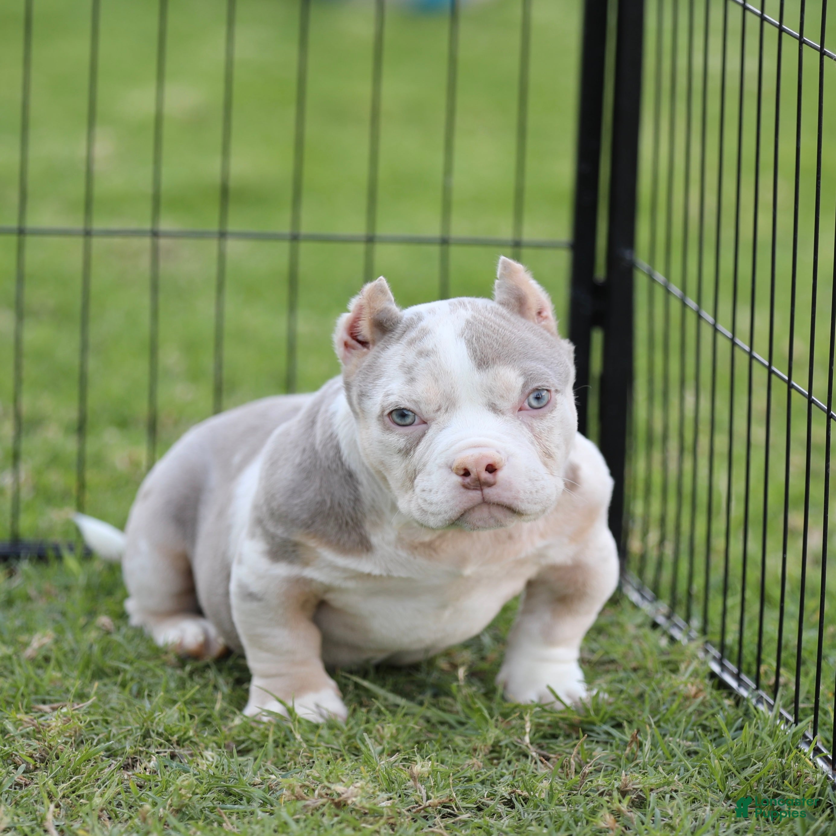 American Bully dogs American Bully Puppy 5 - Ad 17