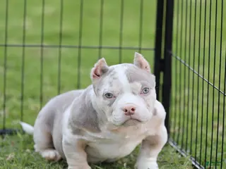 American Bully dogs American Bully Puppy 5 - Ad 13