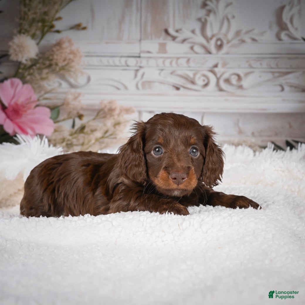 Miniature Dachshund dogs Emily - Ad 1