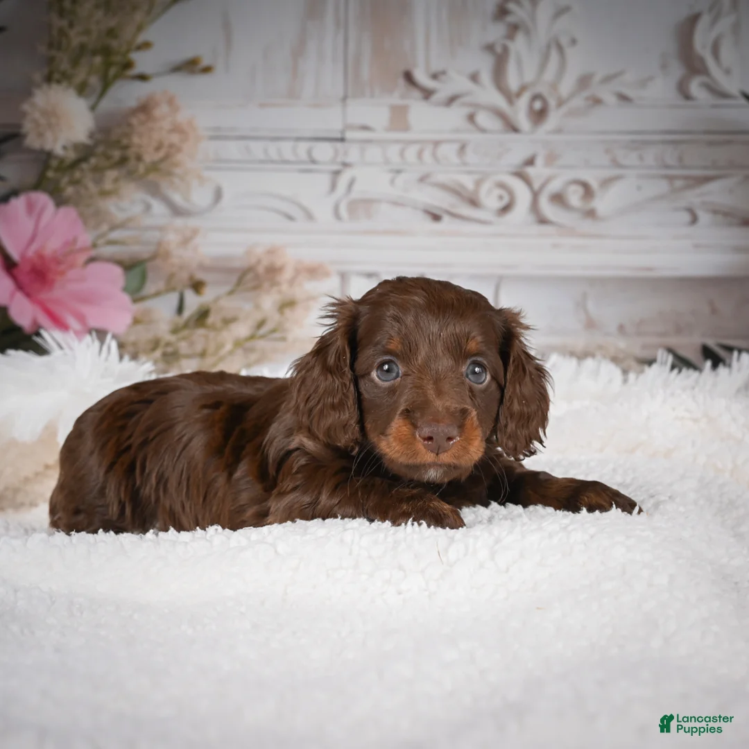 Miniature Dachshund dogs for sale: Emily - Ad 1