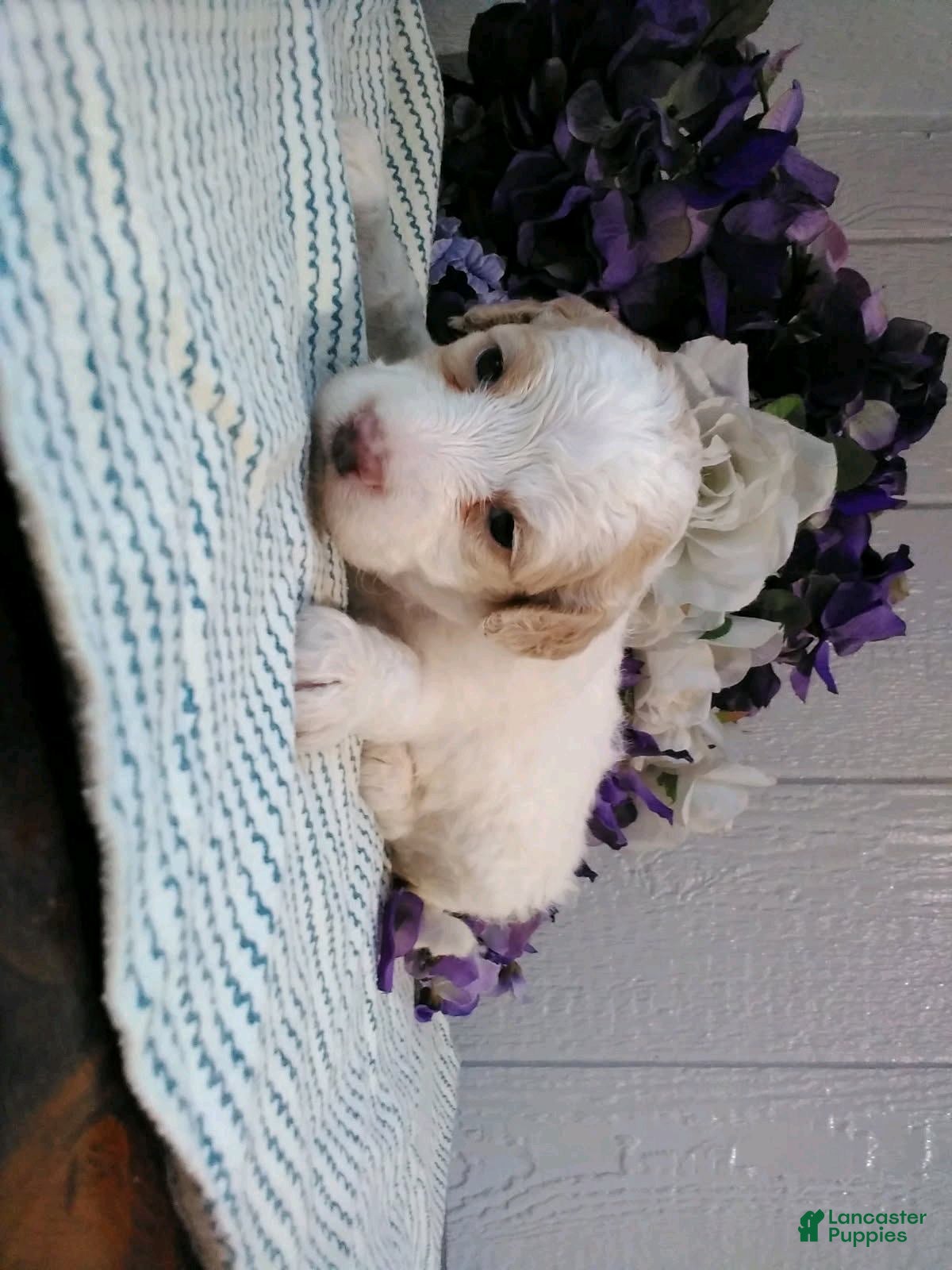 Mini Goldendoodle dogs for sale: Bella - Ad 1