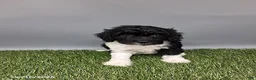 Cockapoo dogs for sale: Candy - Ad 7
