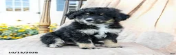 Mini Bernedoodle dogs for sale: Speckles - Ad 4