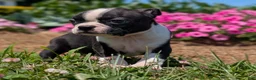 Boston Terrier dogs for sale: Graham Cracker - Ad 7