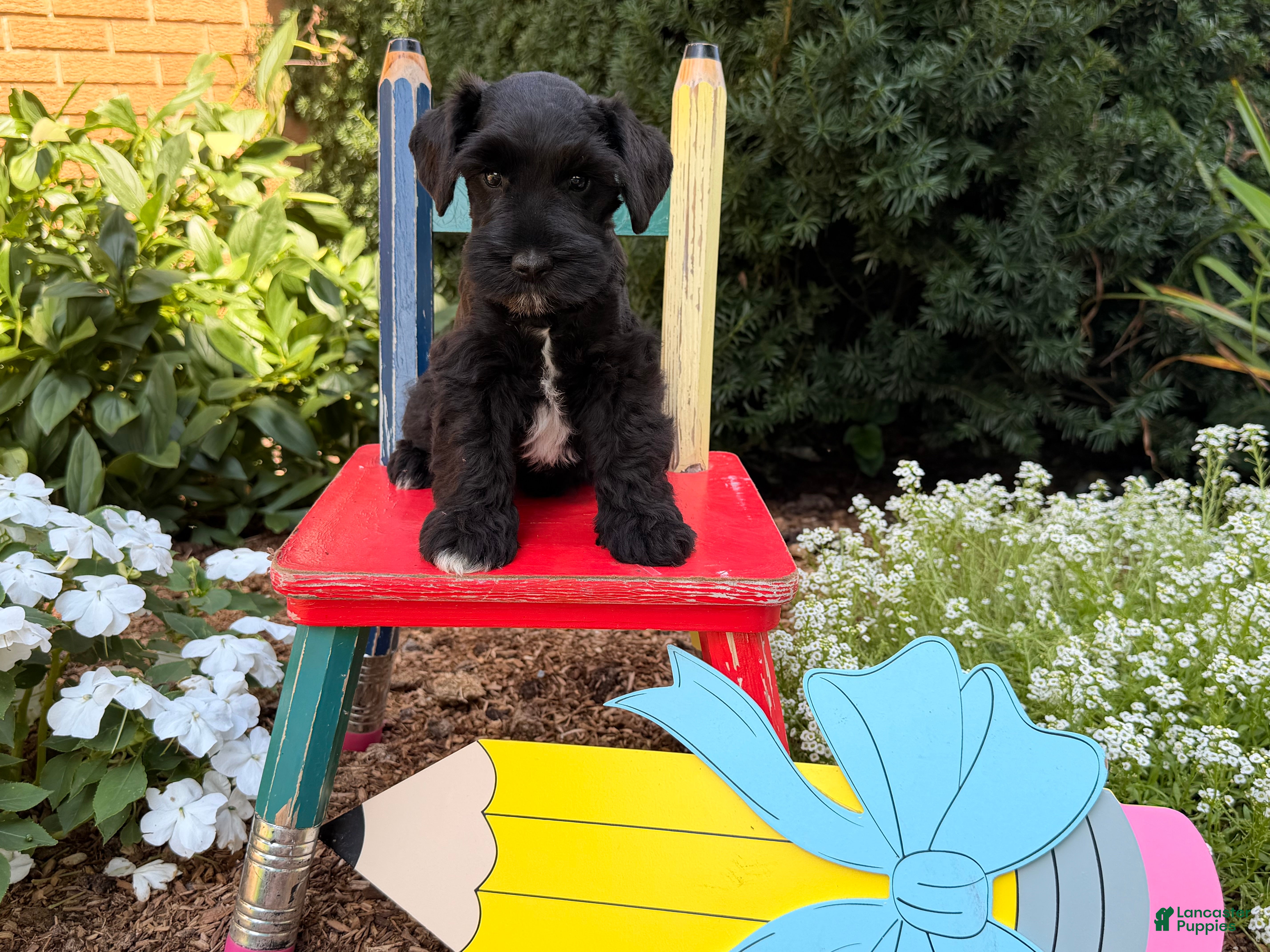Miniature Schnauzer dogs Murphy - Ad 2