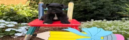 Miniature Schnauzer dogs for sale: Murphy - Ad 2
