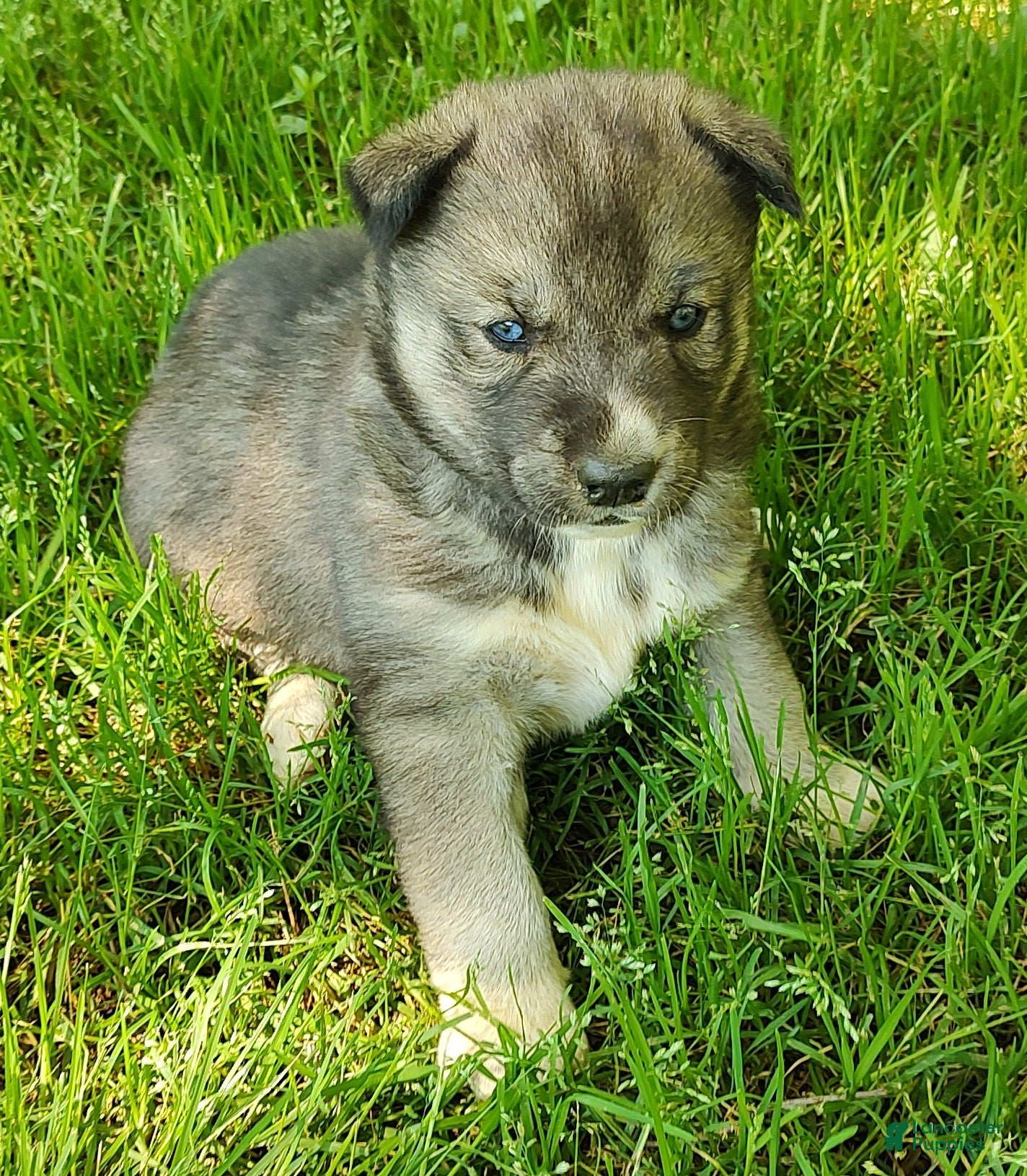 Siberian Husky dogs Siberian Husky Puppy 2 - Ad 29