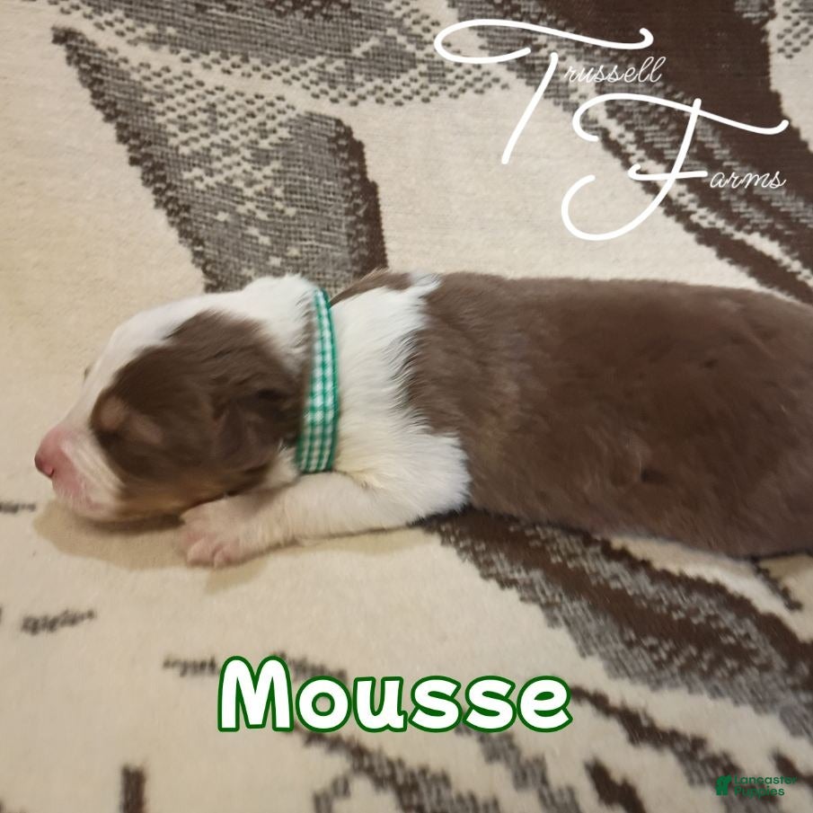 Australian Shepherd dogs Mousse - Ad 1